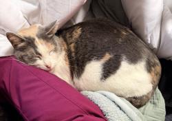 Lost Female Cat last seen 283rd st , Spanaway, WA 98387