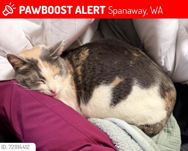 Lost Female Cat last seen 283rd st , Spanaway, WA 98387