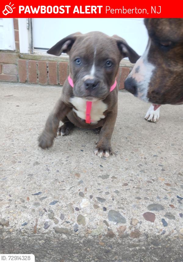Lost Female Dog last seen Vincentown rd, Pemberton, NJ 08068