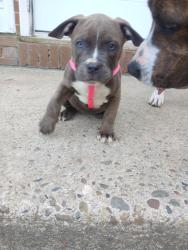 Lost Female Dog last seen Vincentown rd, Pemberton, NJ 08068