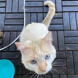 Lost Male Cat last seen ingsworth, Portland, OR 97217