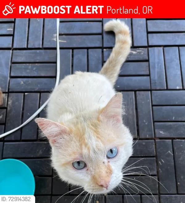Lost Male Cat last seen ingsworth, Portland, OR 97217