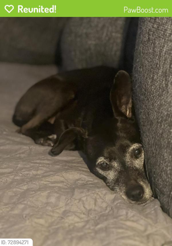 Reunited Female Dog last seen Robin Hood Dr, Menomonee Falls, WI 53051