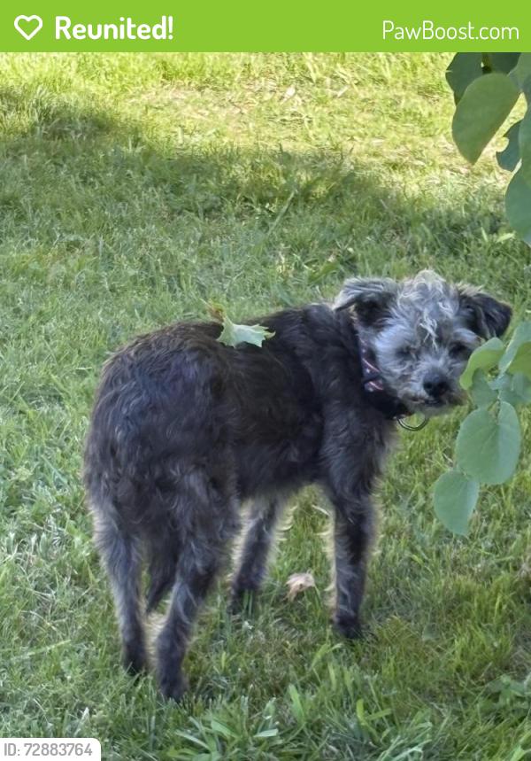 Reunited Unknown Dog last seen Grove Ave, Sacramento, CA 95815