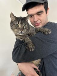 Lost Male Cat last seen Belvedere Park, off Midway Road, Decatur, GA 30032