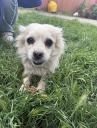 Reunited Female Dog last seen Williams street by Train tracks , San Leandro, CA 94577