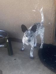 Reunited Male Dog last seen Mountain view by second street , Albuquerque, NM 87105