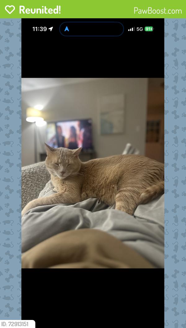 Reunited Male Cat last seen Creekside dr and prairie lane, Parkville, MO 64152