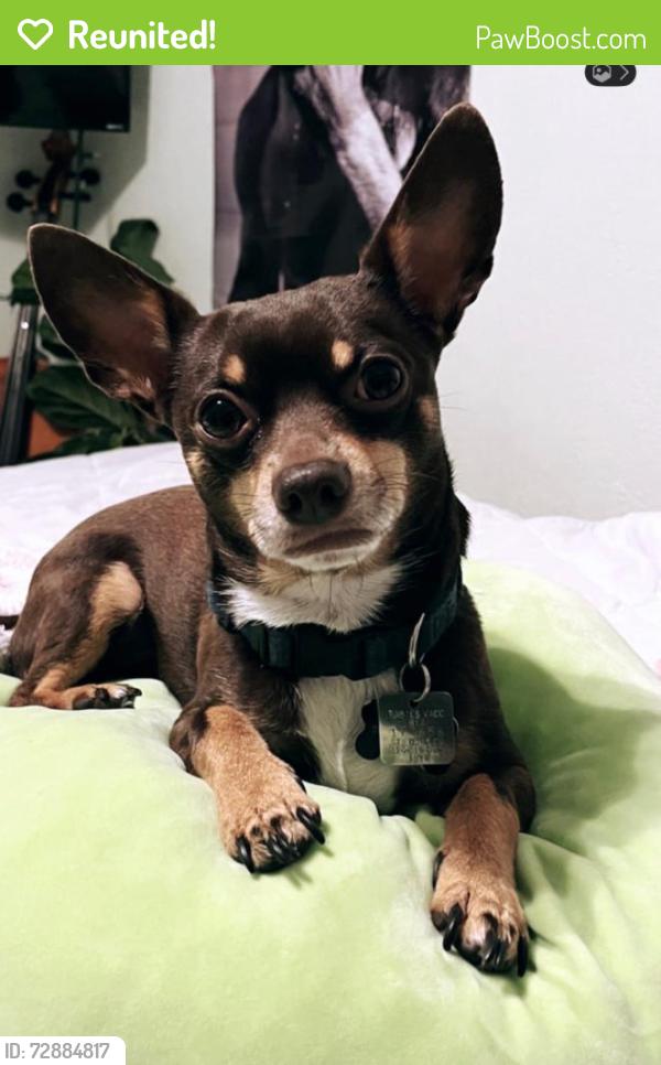 Reunited Male Dog last seen Kingsford drive , Florissant, MO 63031