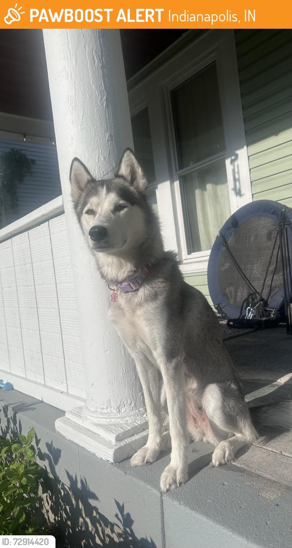 Found/Stray Female Dog last seen Children’s museum, Indianapolis, IN 46204