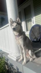 Found/Stray Female Dog last seen Children’s museum, Indianapolis, IN 46204