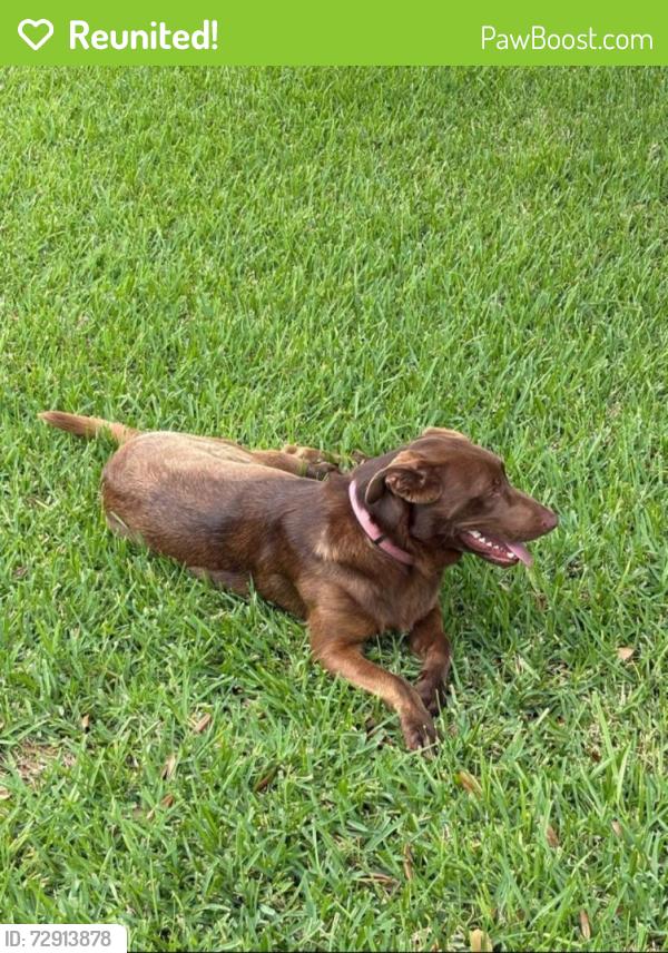Reunited Unknown Dog last seen Animal Control Picked it up, Tyler, TX 75704