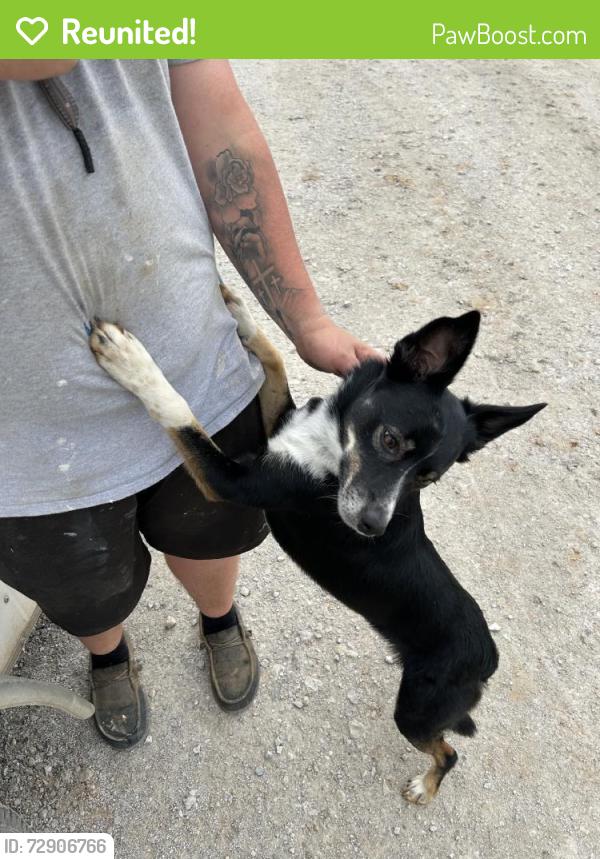 Reunited Female Dog last seen Earp Rd, Springtown, TX 76082, USA, Springtown, TX 76082
