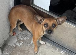 Reunited Female Dog last seen Near s eastern ave, Bell Gardens, CA 90201