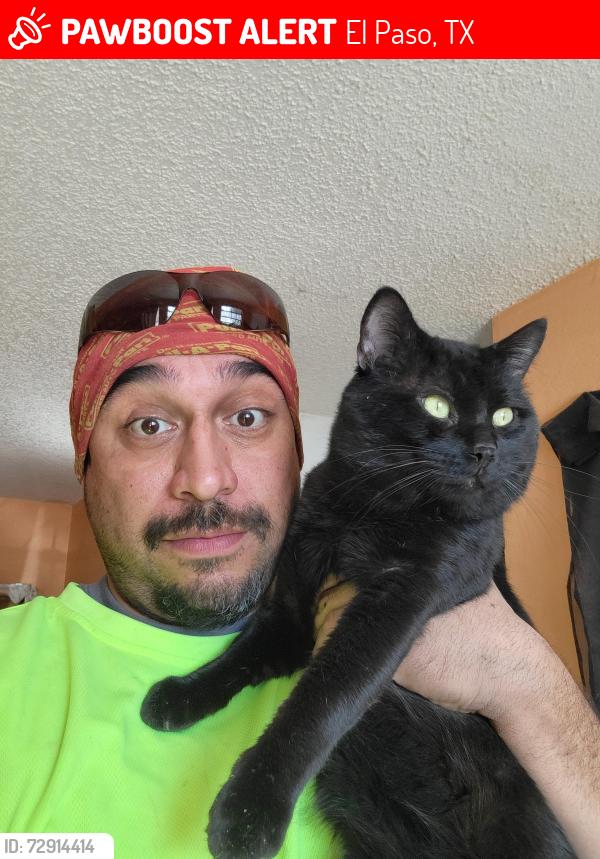 Lost Male Cat last seen Near hubbard, El Paso, TX 79935