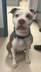 Reunited Male Dog last seen Winona and Oakdale, Saint Paul, MN 55118