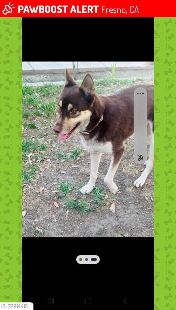 Lost Female Dog last seen Q st  near the community hosp, Fresno, CA 93721