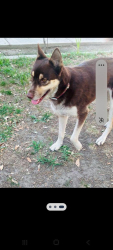 Lost Female Dog last seen Q st  near the community hosp, Fresno, CA 93721