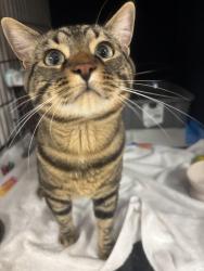 Found/Stray Male Cat last seen Foundry Pub, Saint Paul, MN 55117