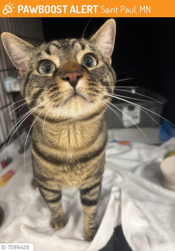 Found/Stray Male Cat last seen Foundry Pub, Saint Paul, MN 55117