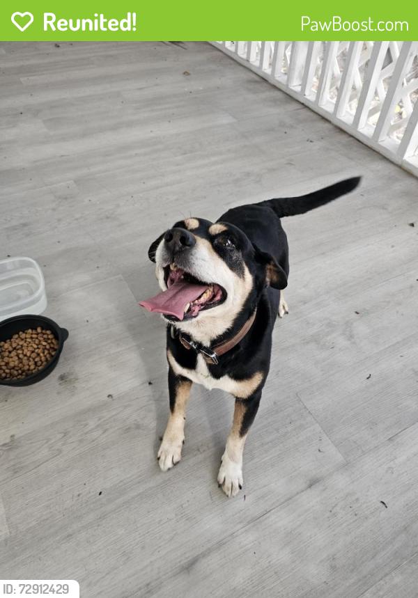 Reunited Male Dog last seen Us1 and sw 272nd st, Miami-Dade County, FL 33032