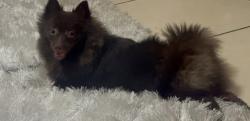 Reunited Male Dog last seen Hwy 92, Davenport, FL 33897