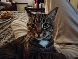 Lost Male Cat last seen River road Wilmington , Wilmington, NC 28412