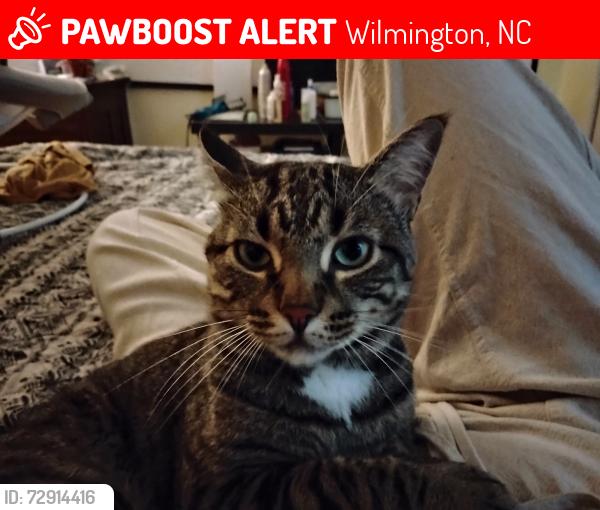 Lost Male Cat last seen River road Wilmington , Wilmington, NC 28412