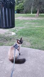 Lost Male Cat last seen E Sonterra Blvd , San Antonio, TX 78258