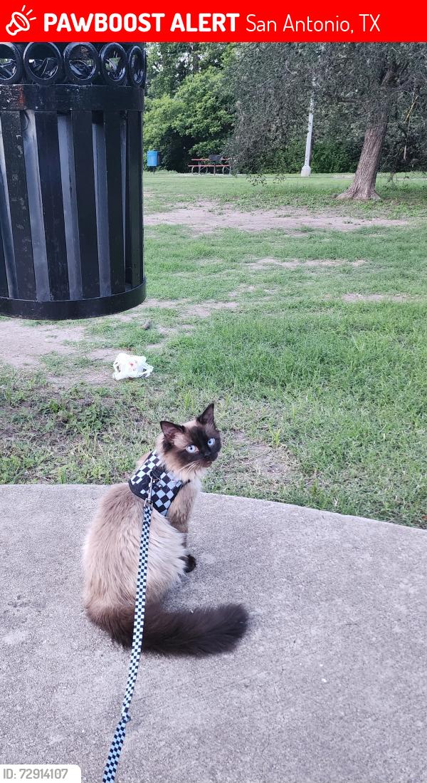 Lost Male Cat last seen E Sonterra Blvd , San Antonio, TX 78258