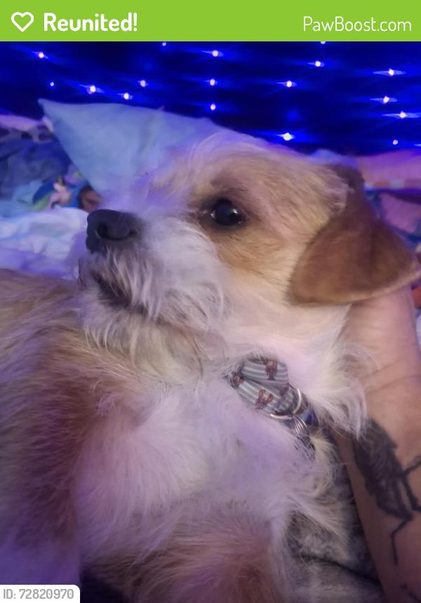 Reunited Male Dog last seen Main and lyon, Springfield, MO 65803