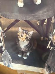 Reunited Female Cat last seen Telegraph rd, Bellingham, WA 98226