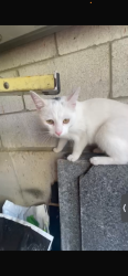 Found/Stray Female Cat last seen Mavis & 401, Mississauga, ON L5W 1R3
