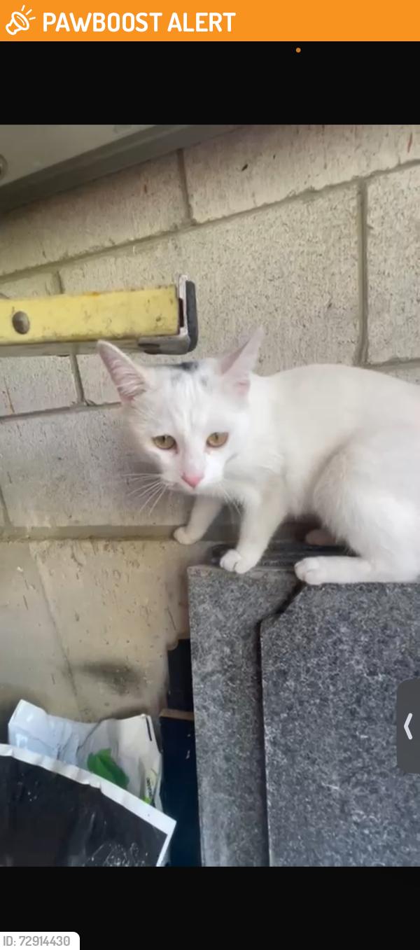 Found/Stray Female Cat last seen Mavis & 401, Mississauga, ON L5W 1R3
