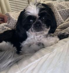 Lost Female Dog last seen mableton pkwy or veterans memorial hwy , Mableton, GA 30126