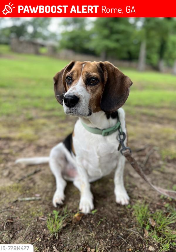 Lost Male Dog last seen St Mary’s catholic school , Rome, GA 30161