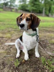 Lost Male Dog last seen St Mary’s catholic school , Rome, GA 30161