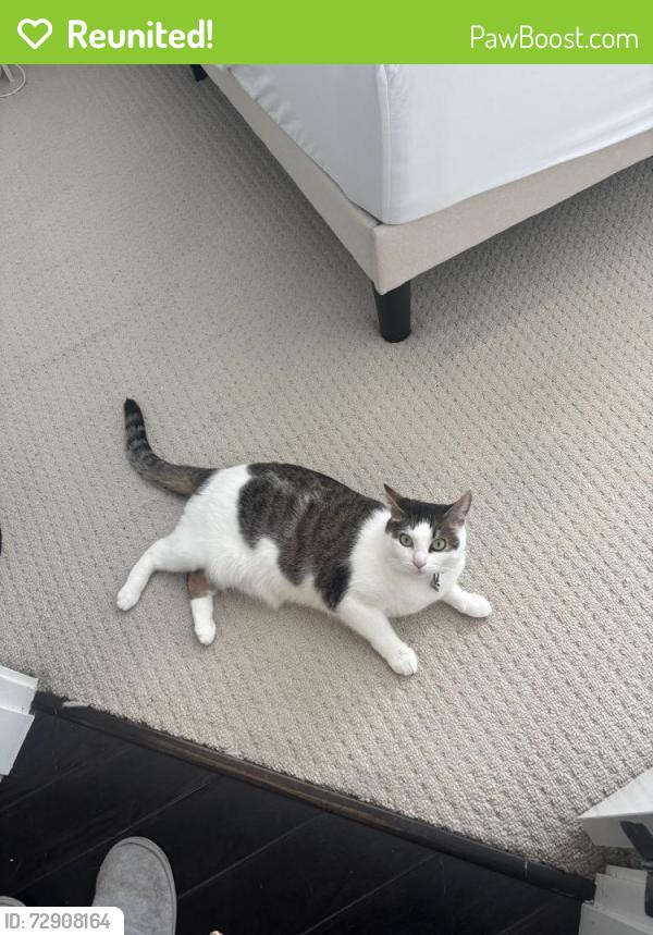 Reunited Female Cat last seen city pky and gateway drive , Surrey, BC V3T 0B5