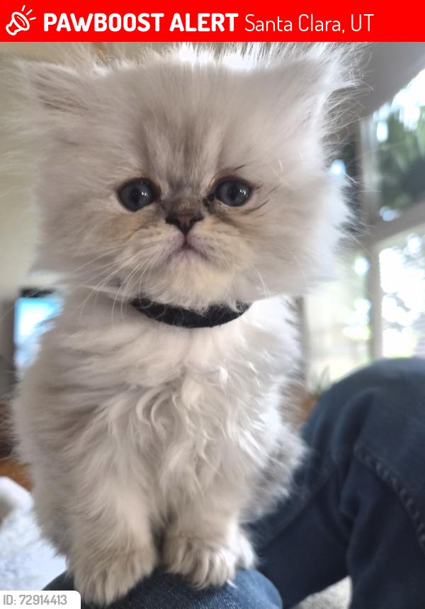 Lost Female Cat last seen Harmons and Gubler park, Santa Clara, UT 84765