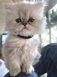 Lost Female Cat last seen Harmons and Gubler park, Santa Clara, UT 84765