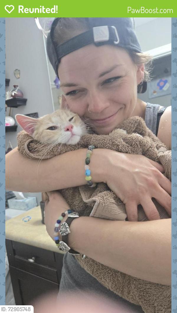 Reunited Male Cat last seen Henry street, Boys Street, Eccles Street, Donald Street, Barrie, ON L4N 1C8
