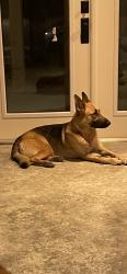 Reunited Female Dog last seen Forest Grove Baptist Church, Alachua, FL 32615