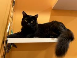 Reunited Male Cat last seen Pacifica Cohousing (Viburnum Way and Hanna St), Carrboro, NC 27510