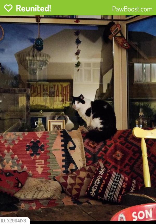 Reunited Male Cat last seen Tates avenue , Belfast, Northern Ireland BT9 7BJ