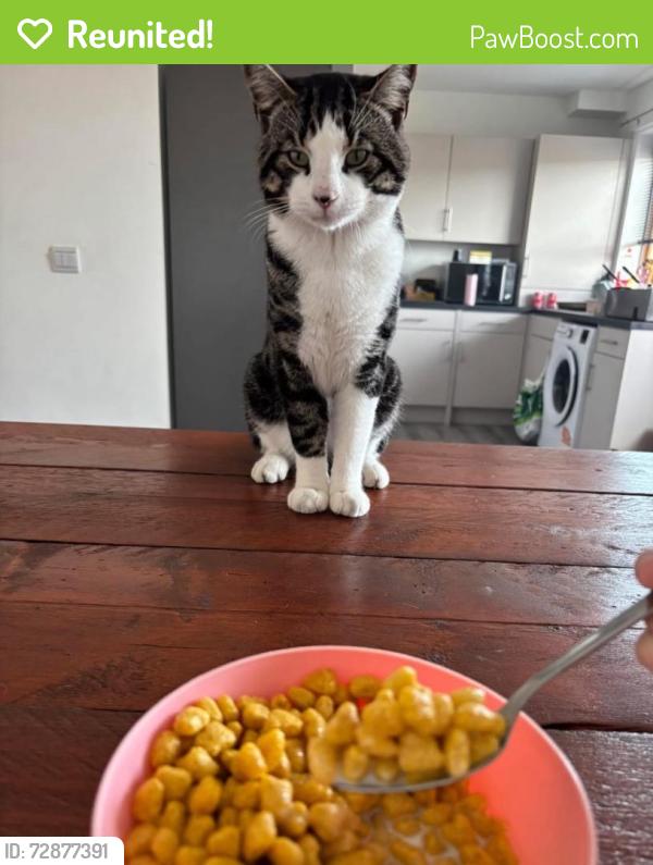Reunited Male Cat last seen Sorrel place hallglen, Hallglen, Scotland 