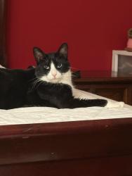 Lost Female Cat last seen Wellington Point & Wisdom Woods, Houston, TX 77094