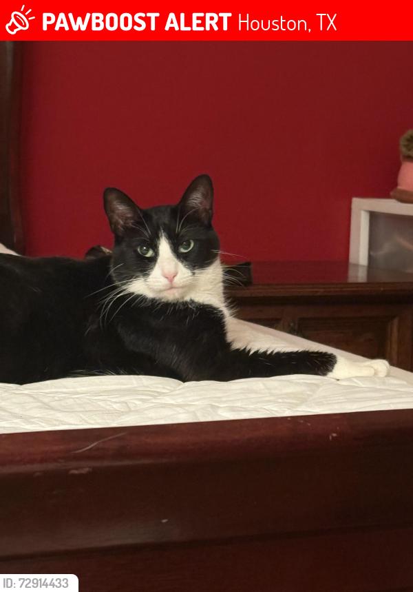 Lost Female Cat last seen Wellington Point & Wisdom Woods, Houston, TX 77094