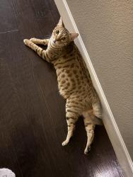 Reunited Male Cat last seen Gallery and antique rose way , Riverbank, CA 95367