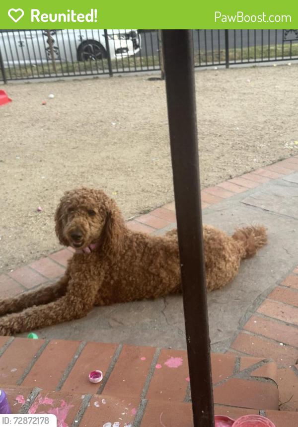 Reunited Female Dog last seen 91st between San Pedro and main , Los Angeles, CA 90003