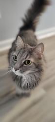 Lost Male Cat last seen Cornick Avenue, Chesapeake, VA 23325